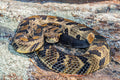 Timber Rattlesnake Portrait