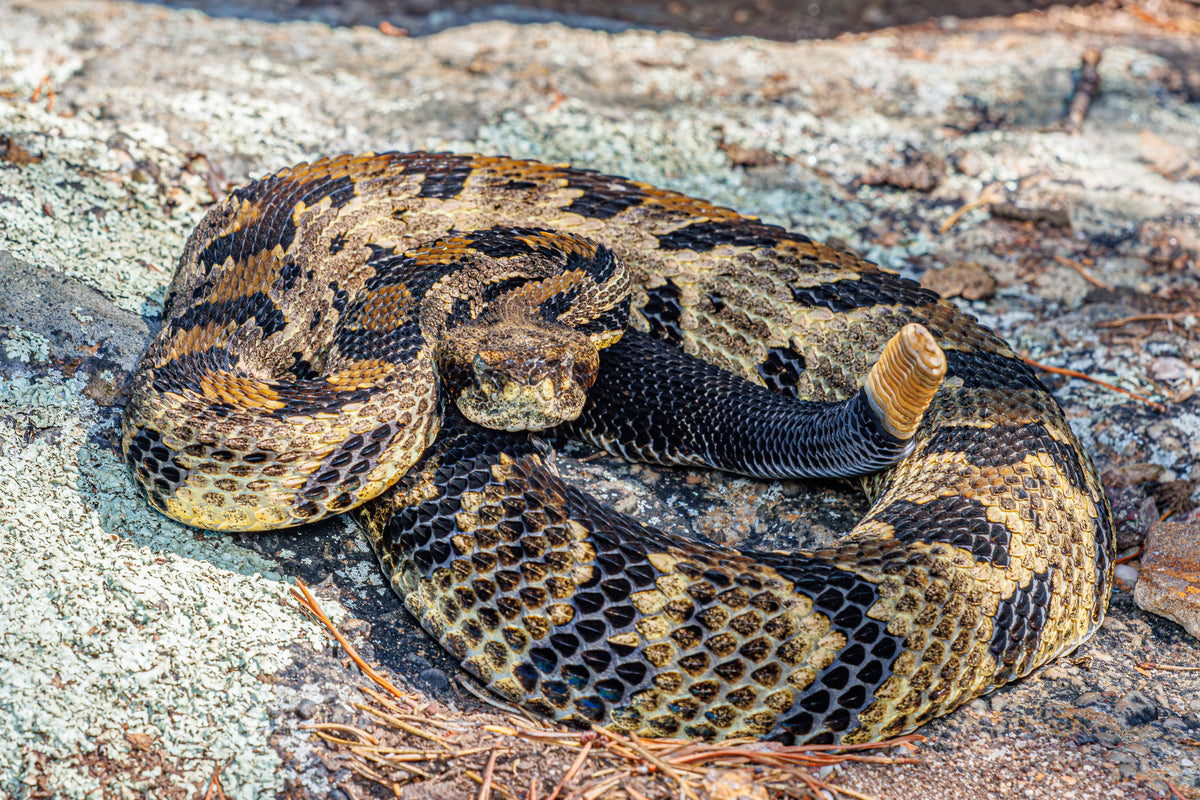 Timber Rattlesnake Portrait