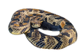 Timber Rattlesnake Sticker