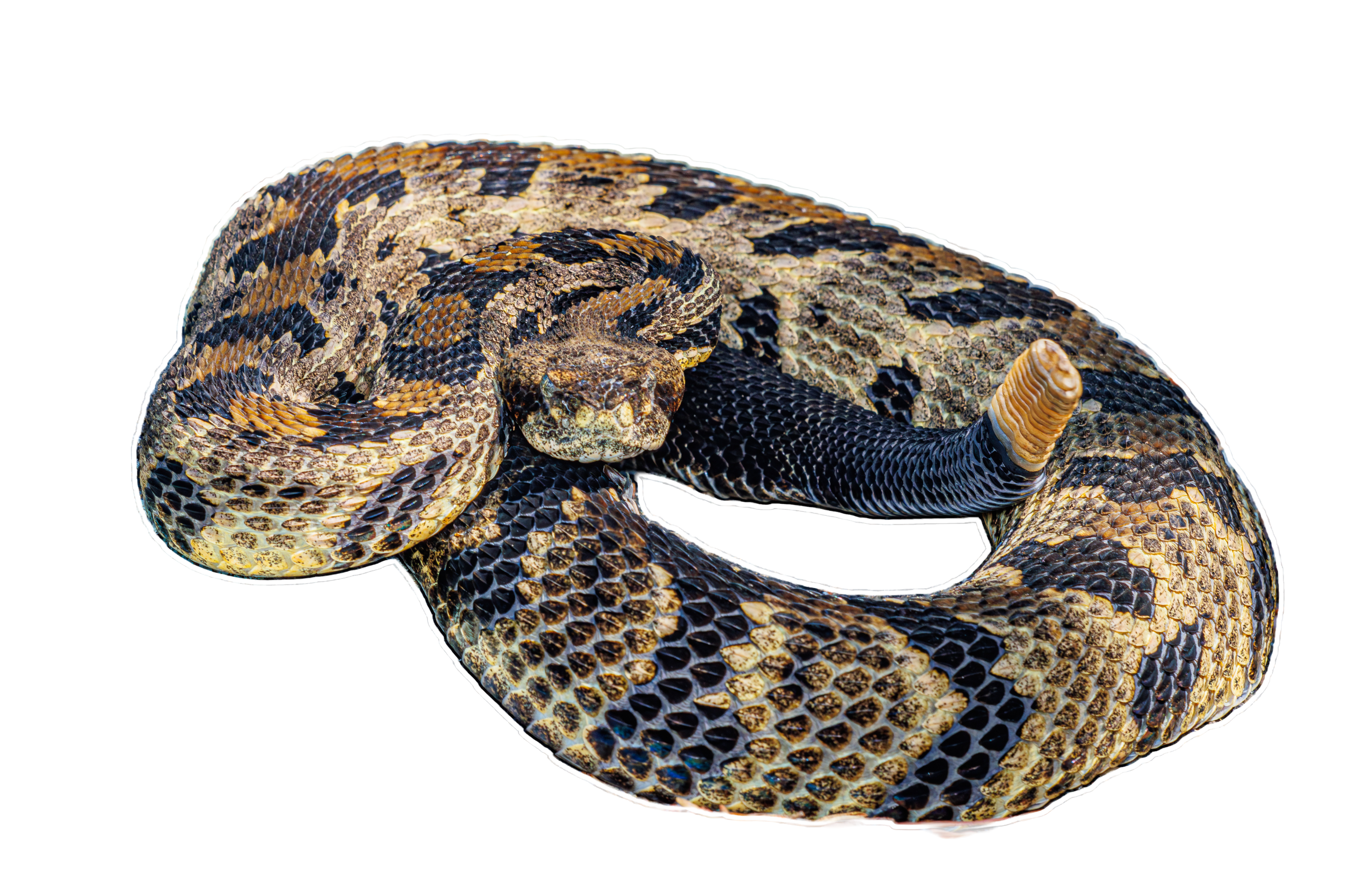 Timber Rattlesnake Sticker