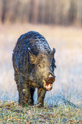 Eurasian Wild Pig