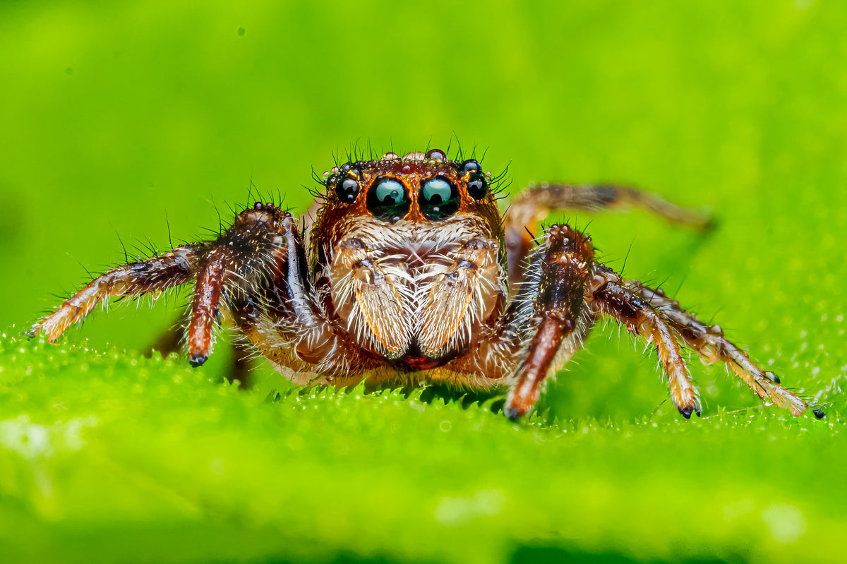 Bronze Jumping Spider - Fultz Brothers Photography