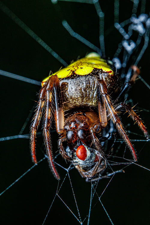 Arrowhead Orbweaver #1 - Fultz Brothers Photography