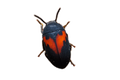 Orange Banded  Darkling Beetle