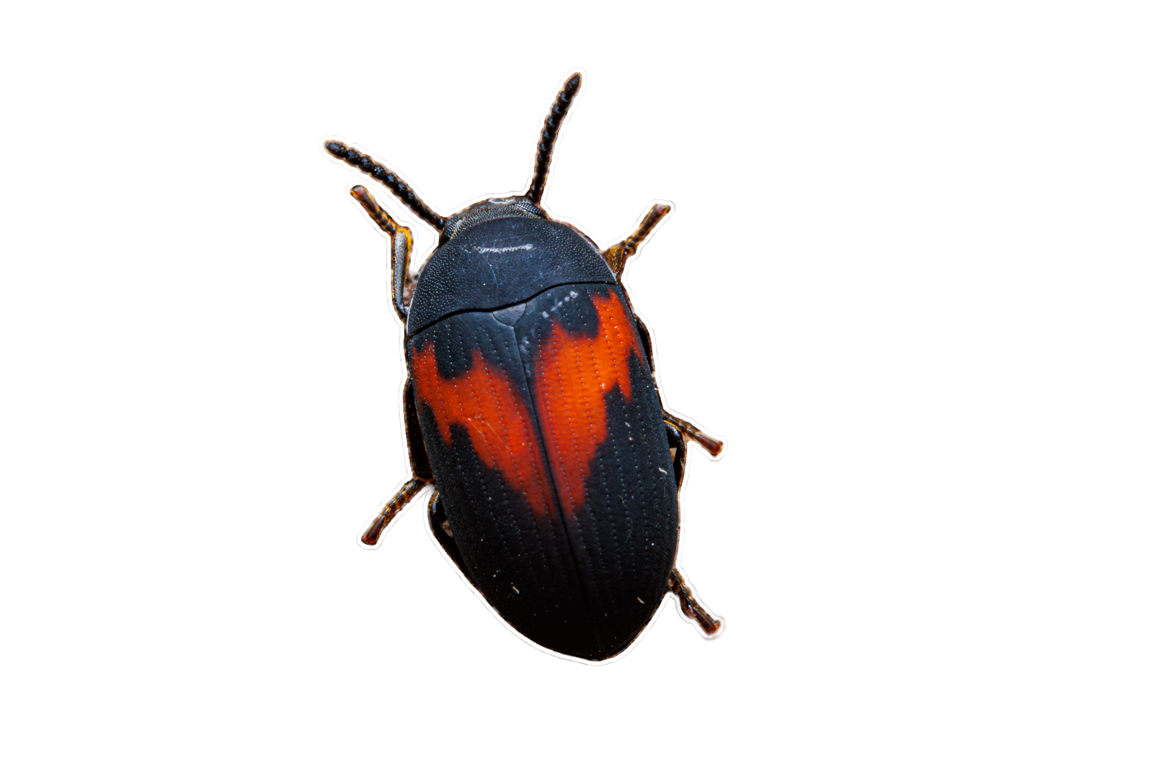 Orange Banded  Darkling Beetle