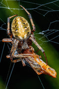 Arabesque Orbweaver with Prey (#1) - Fultz Brothers Photography