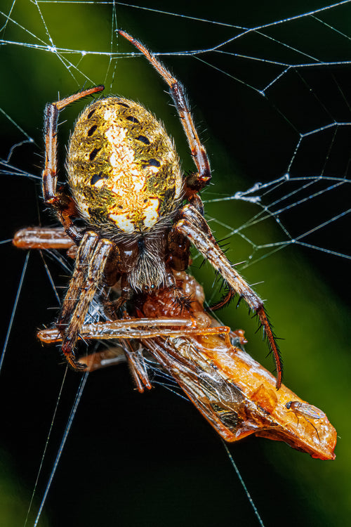 Arabesque Orbweaver with Prey (#1) - Fultz Brothers Photography