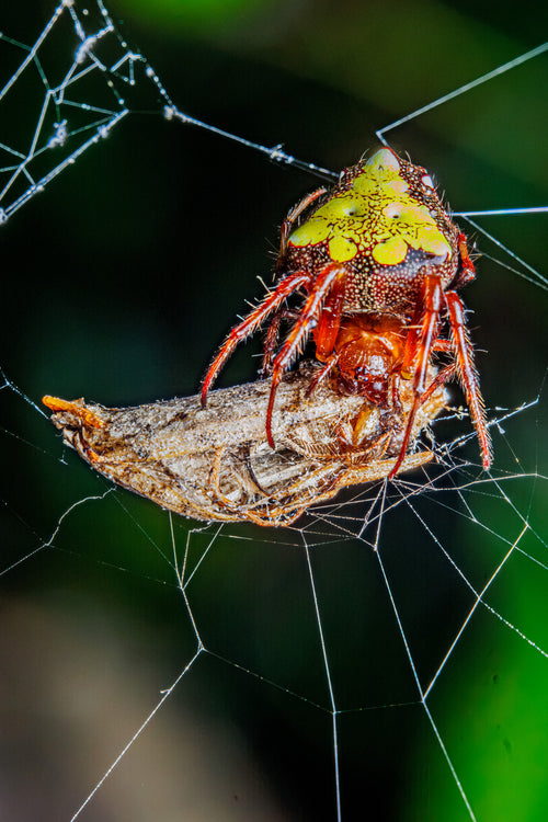 Arrowhead Orbweaver #2 - Fultz Brothers Photography