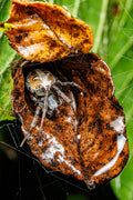 Arabesque Orbweaver inside its leaf home - Fultz Brothers Photography