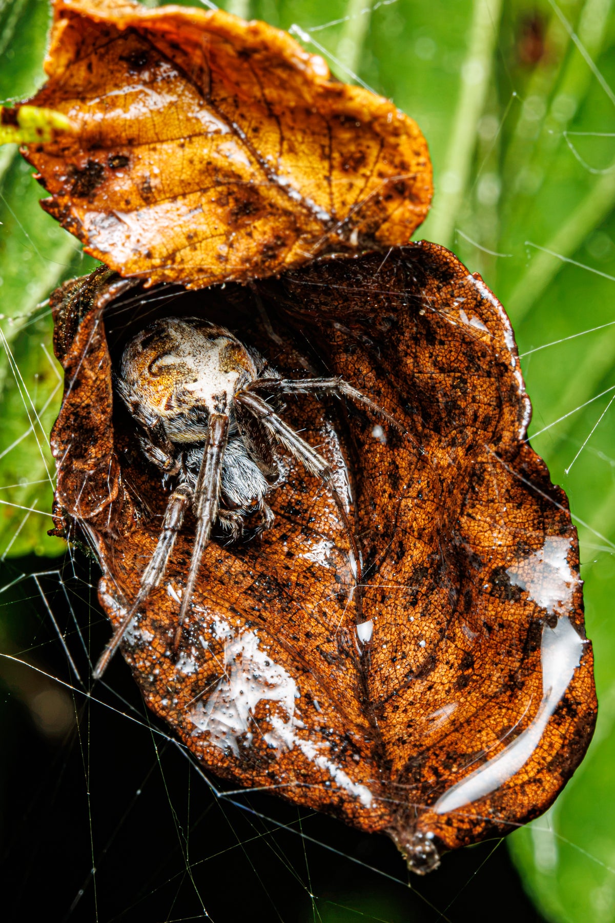 Arabesque Orbweaver inside its leaf home - Fultz Brothers Photography