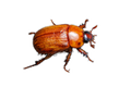 Southern Masked Chafer