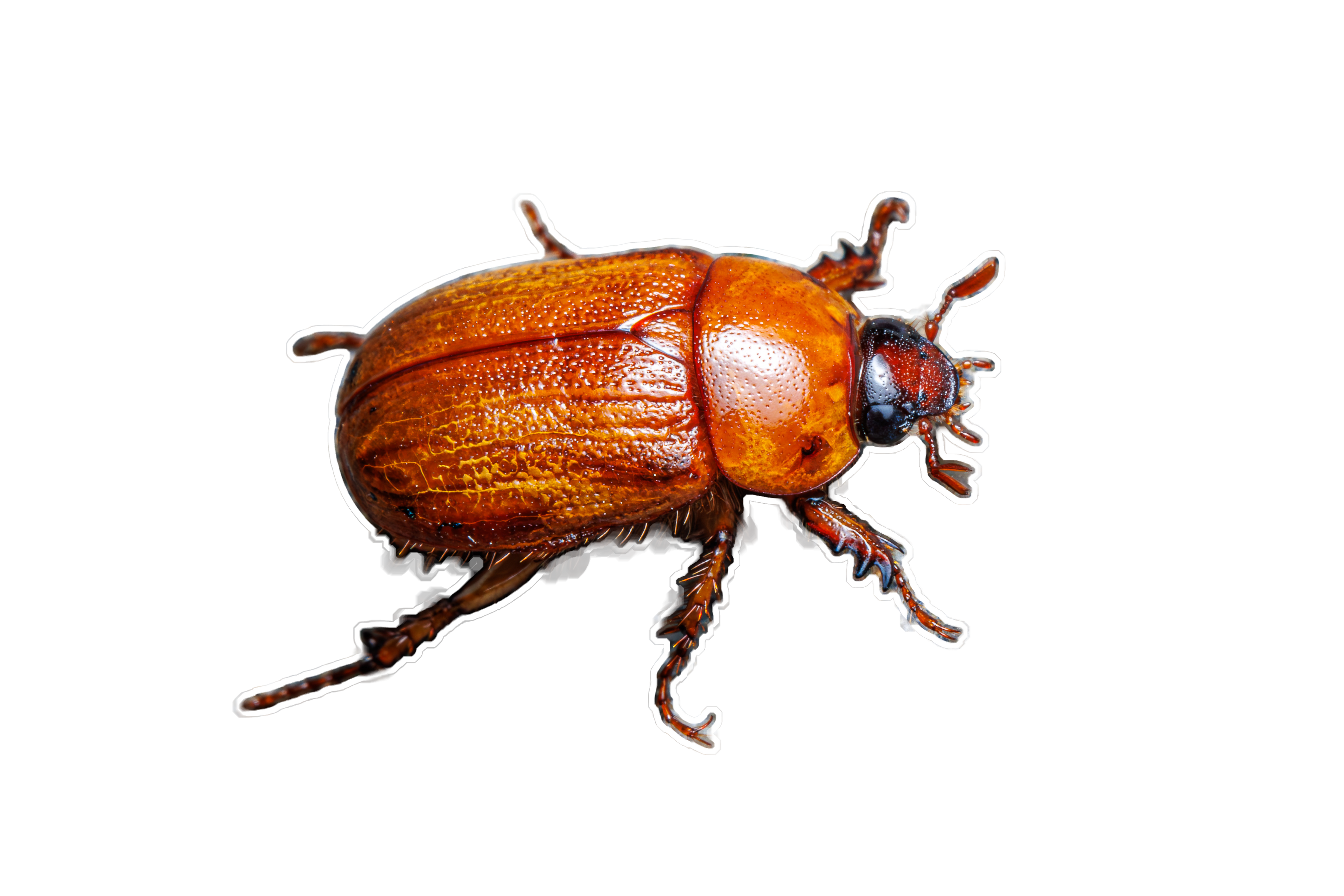 Southern Masked Chafer