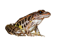 Pickerel Frog