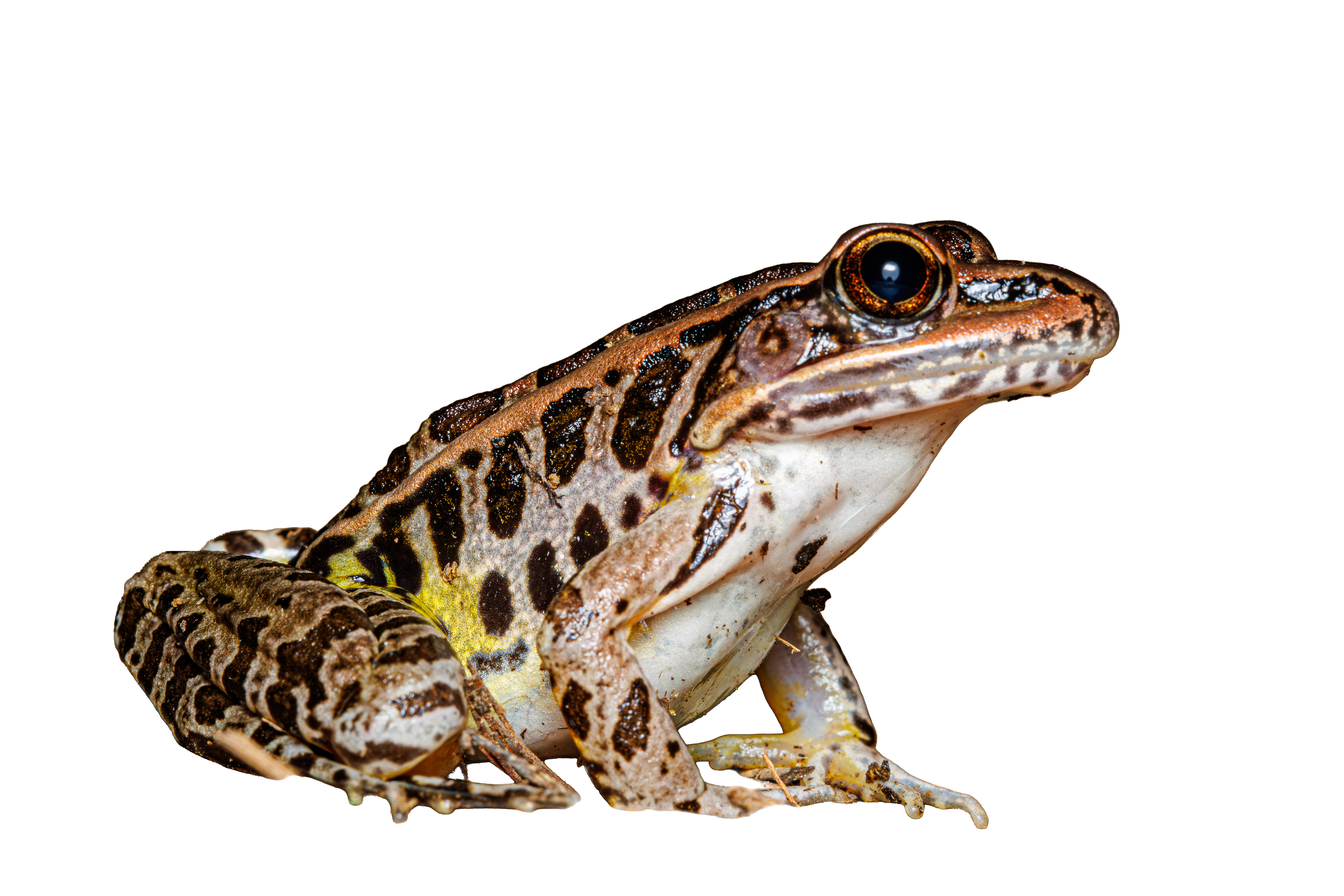 Pickerel Frog