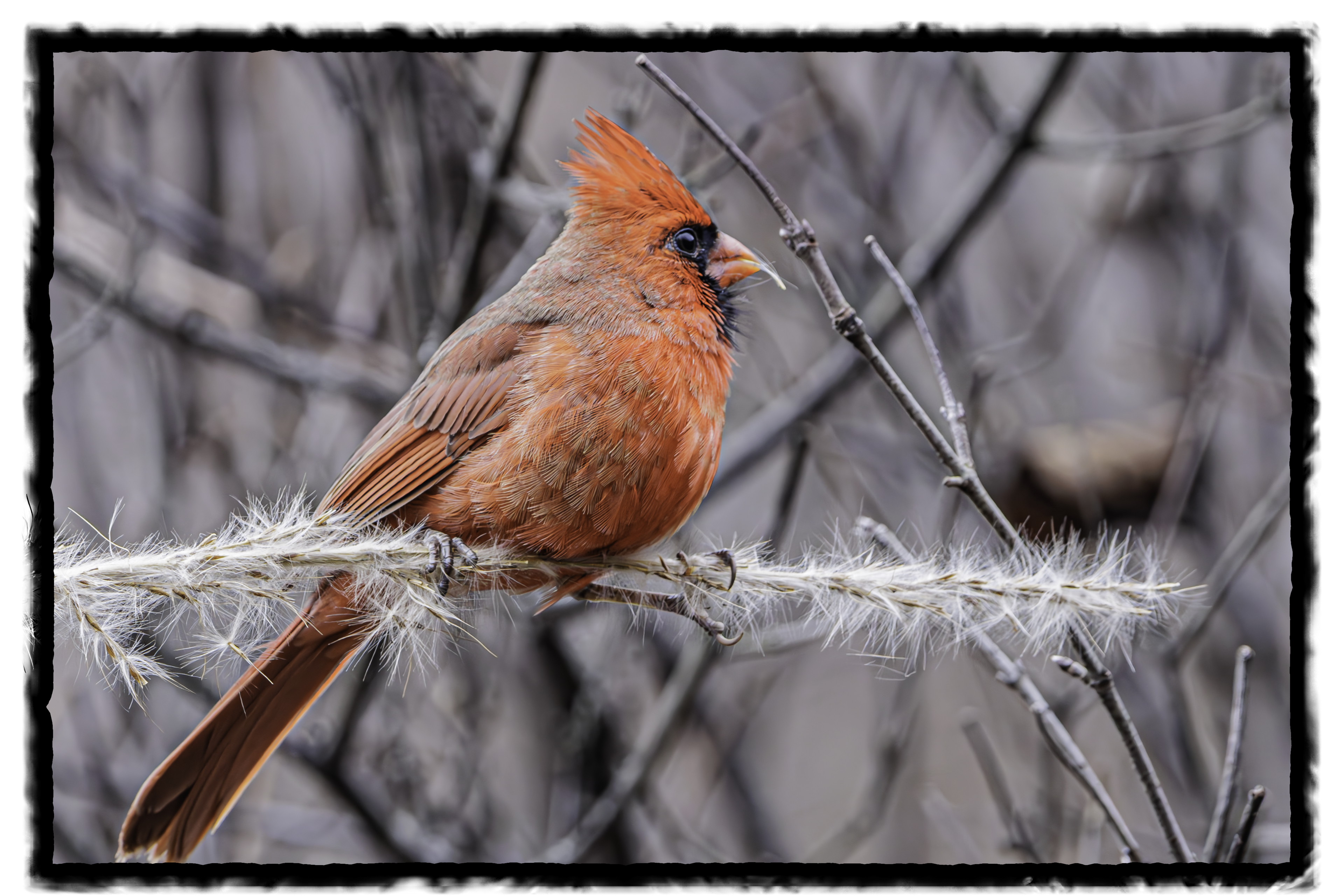 Winter Cardinal Sticker