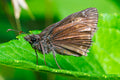 Duskywing Butterfly