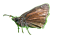 Duskywing Butterfly
