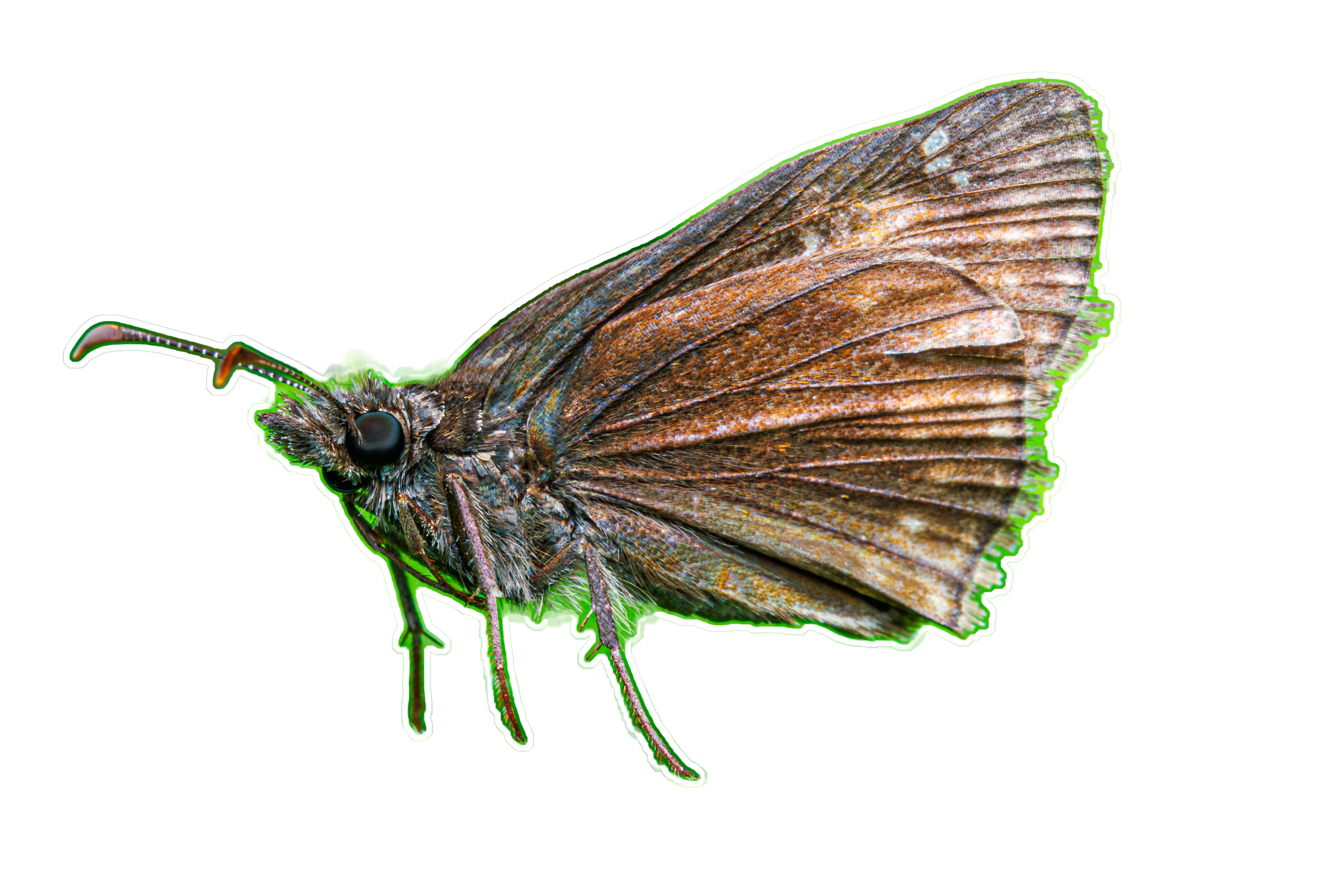 Duskywing Butterfly