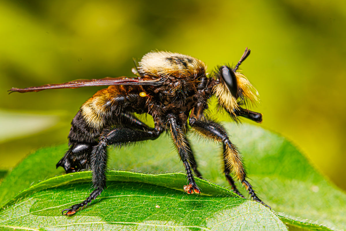 Eastern Yellow-backed Laphria - Fultz Brothers Photography