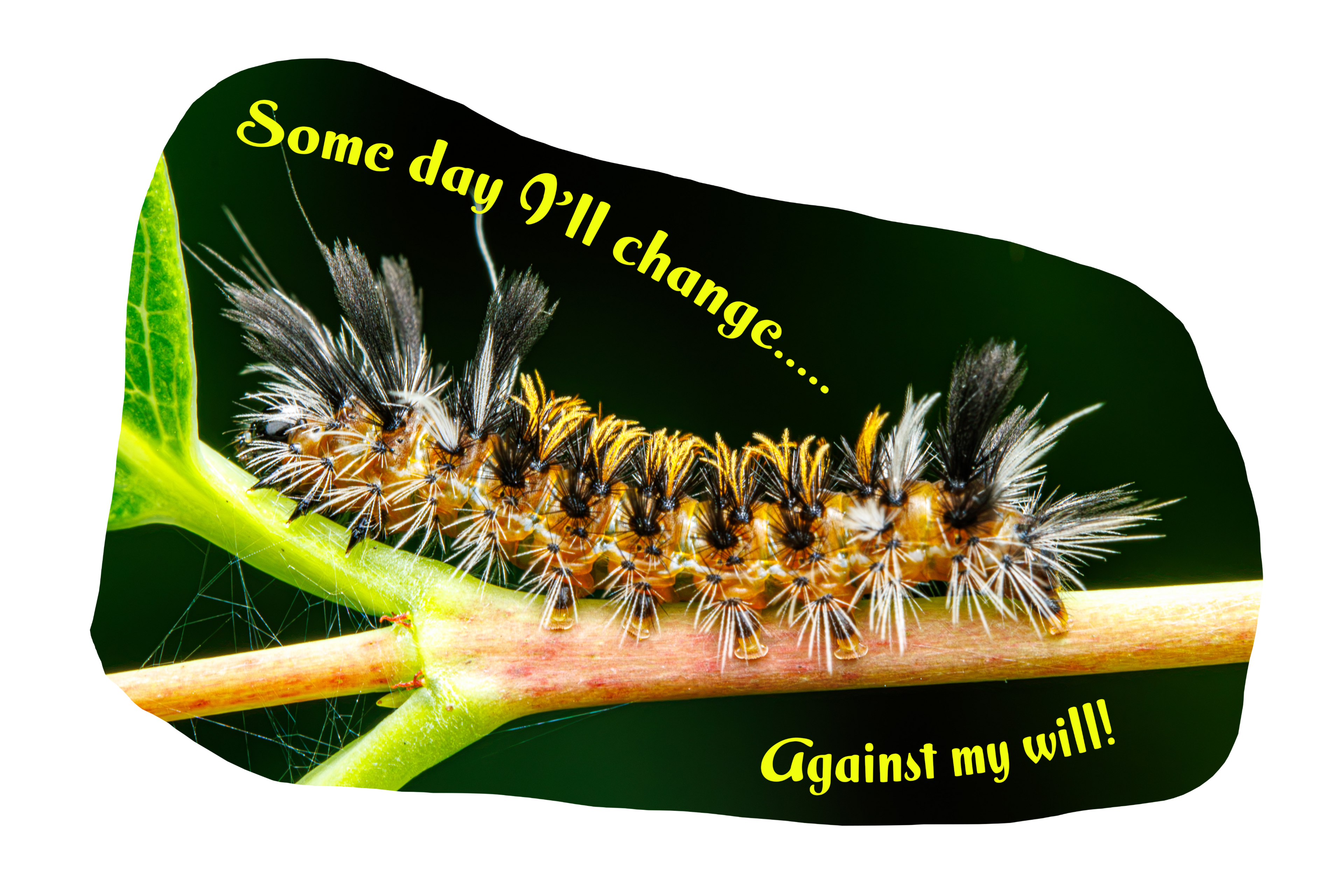 Some Day I'll Change