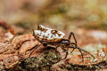 White Micrathena Spider Print