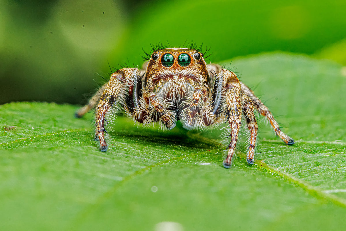 Bronze Jumping Spider Portrait #2