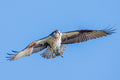 Osprey in Flight with prey print