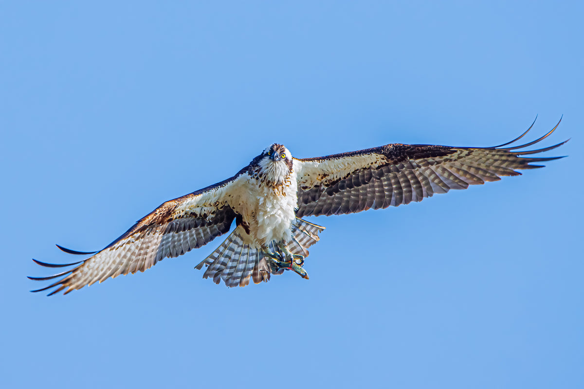 Osprey in Flight with prey print