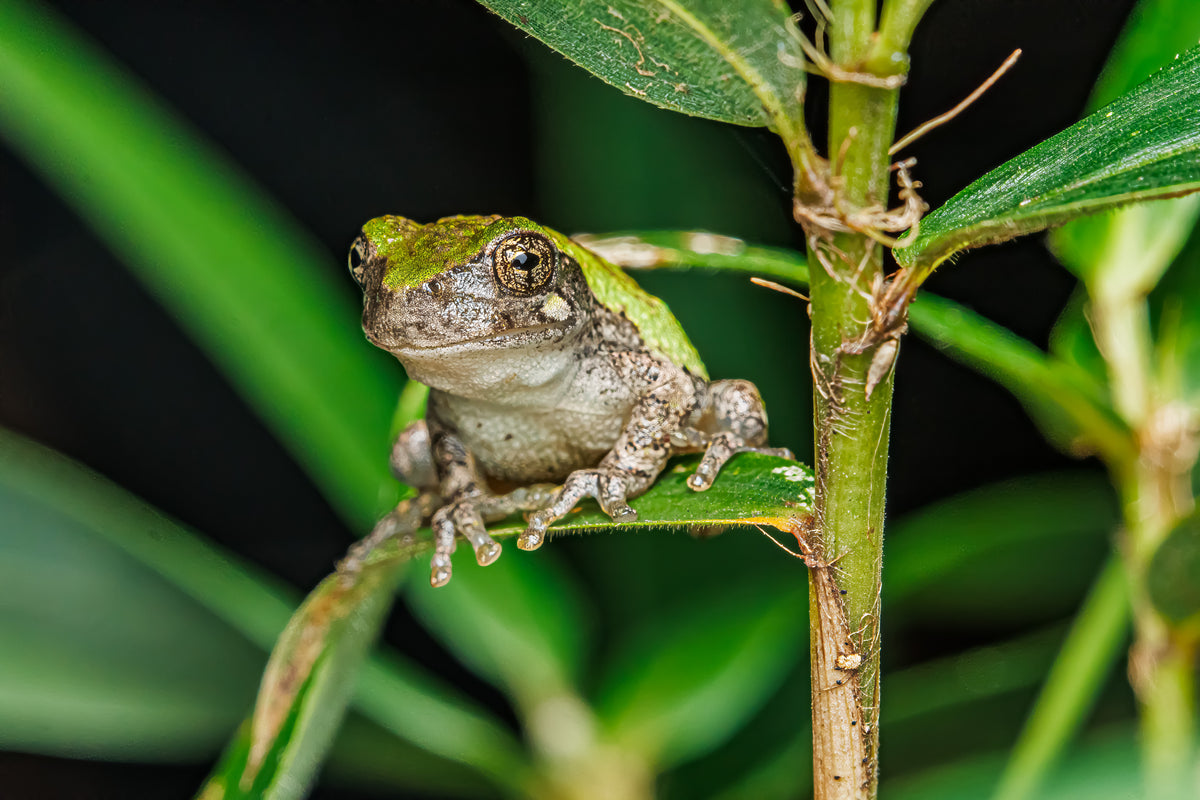 Cope's Grey Treefrog