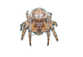 Furrow Orbweaver Spider Sticker