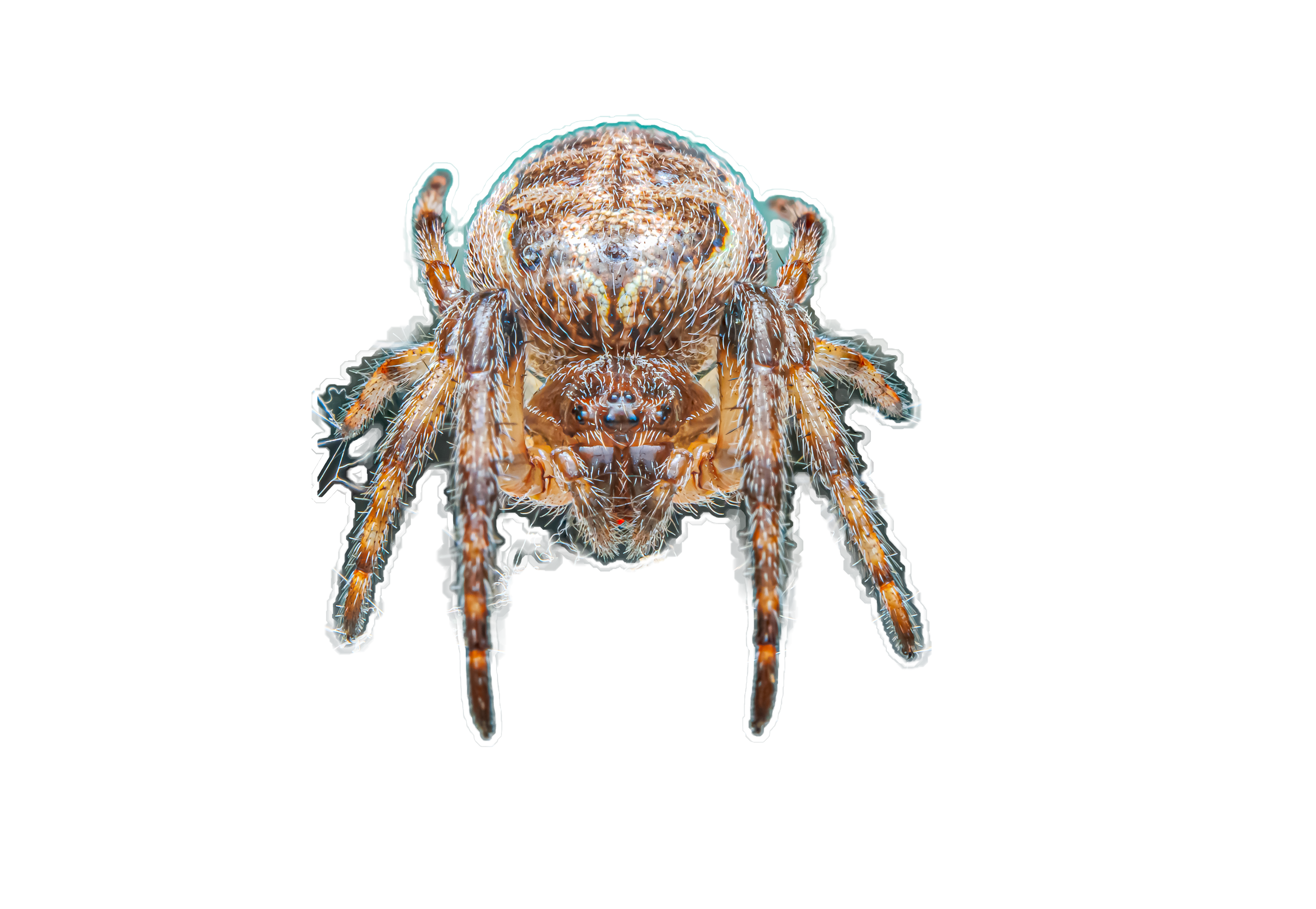 Furrow Orbweaver Spider Sticker