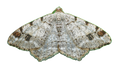 Hemlock Angle Moth