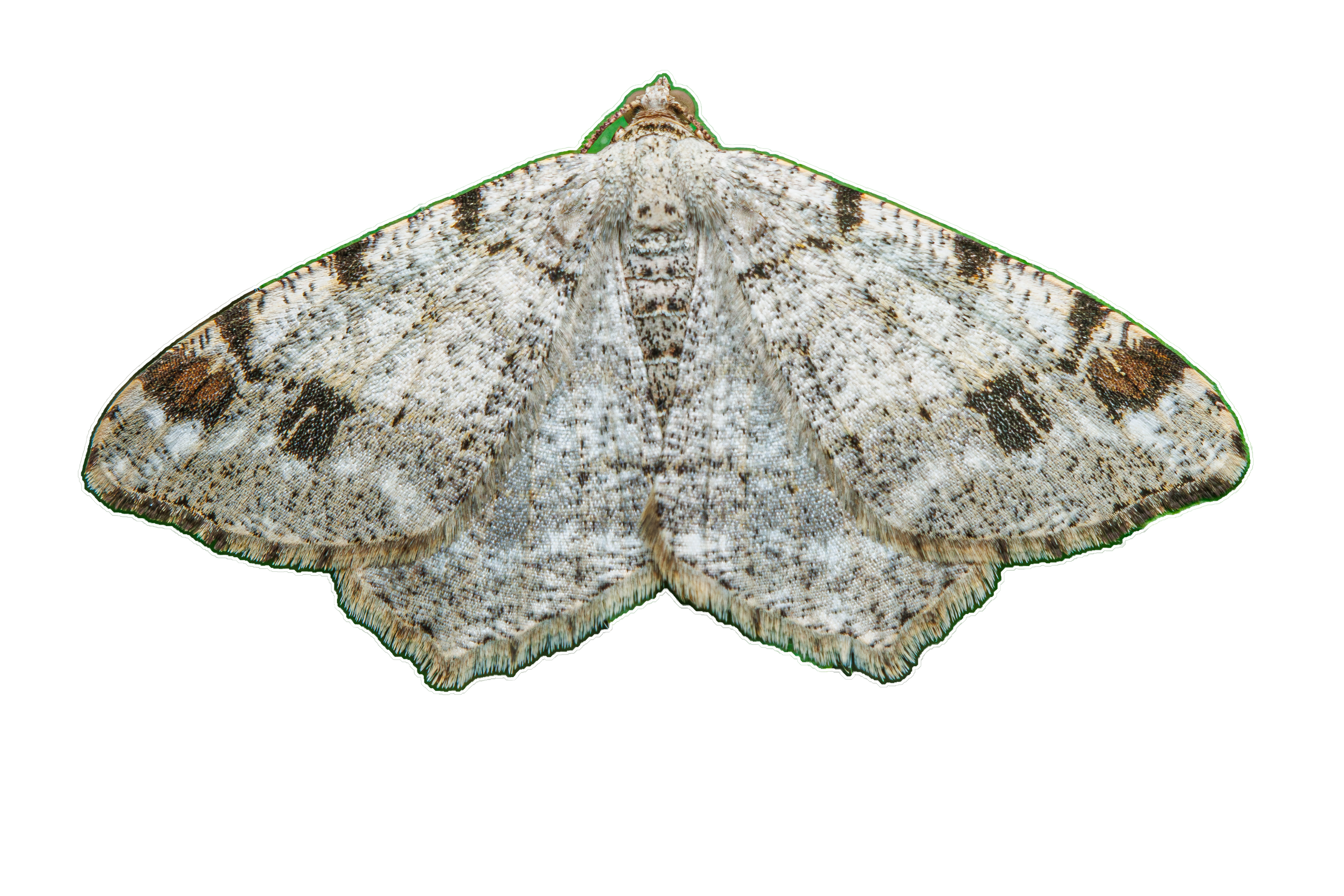 Hemlock Angle Moth