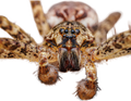 Dark Fishing Spider Sticker