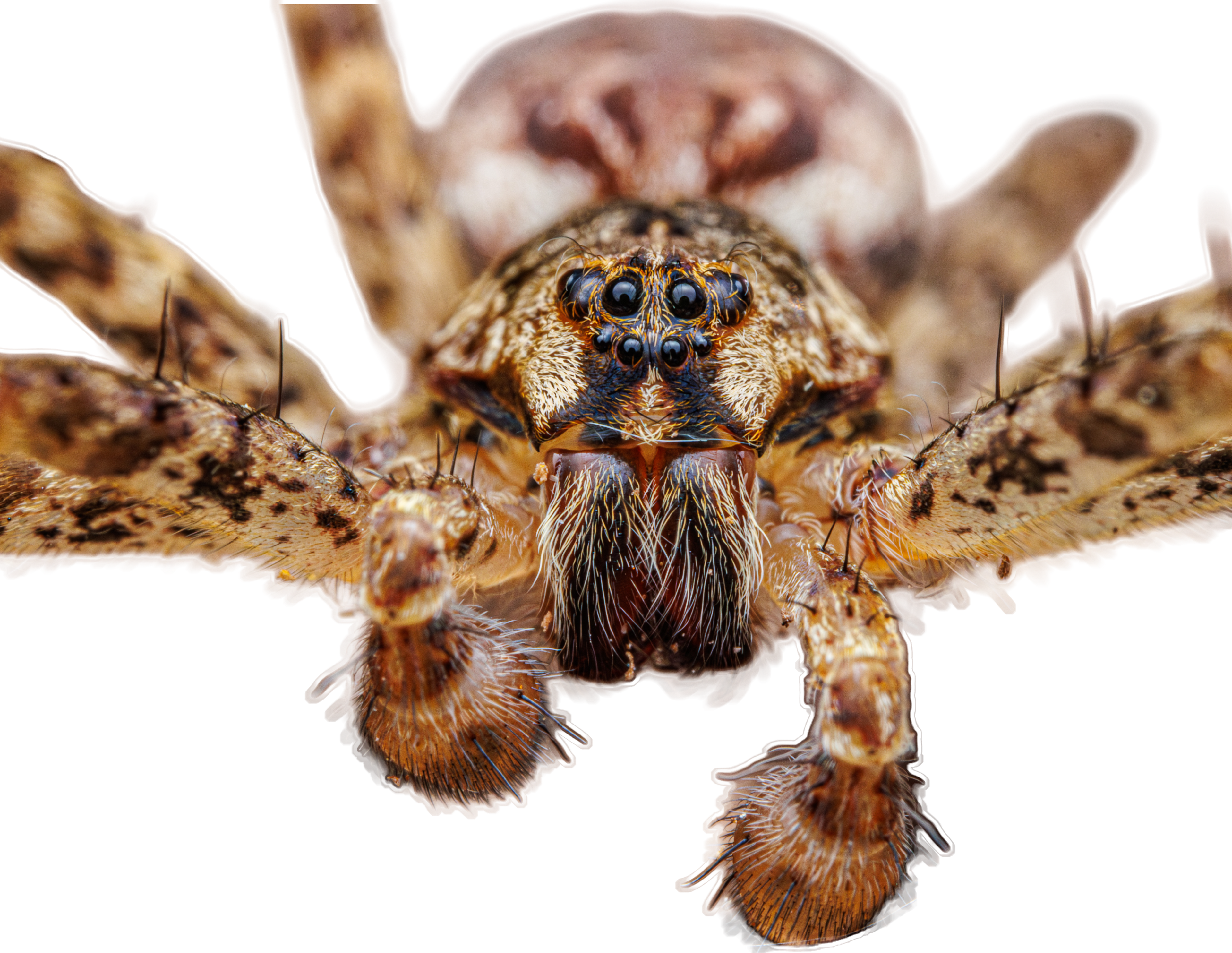 Dark Fishing Spider Sticker