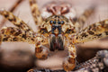 Dark Fishing Spider Portrait - Fultz Brothers Photography