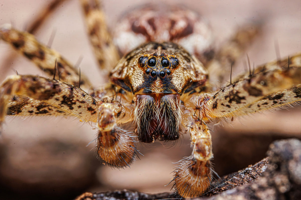 Dark Fishing Spider Portrait - Fultz Brothers Photography