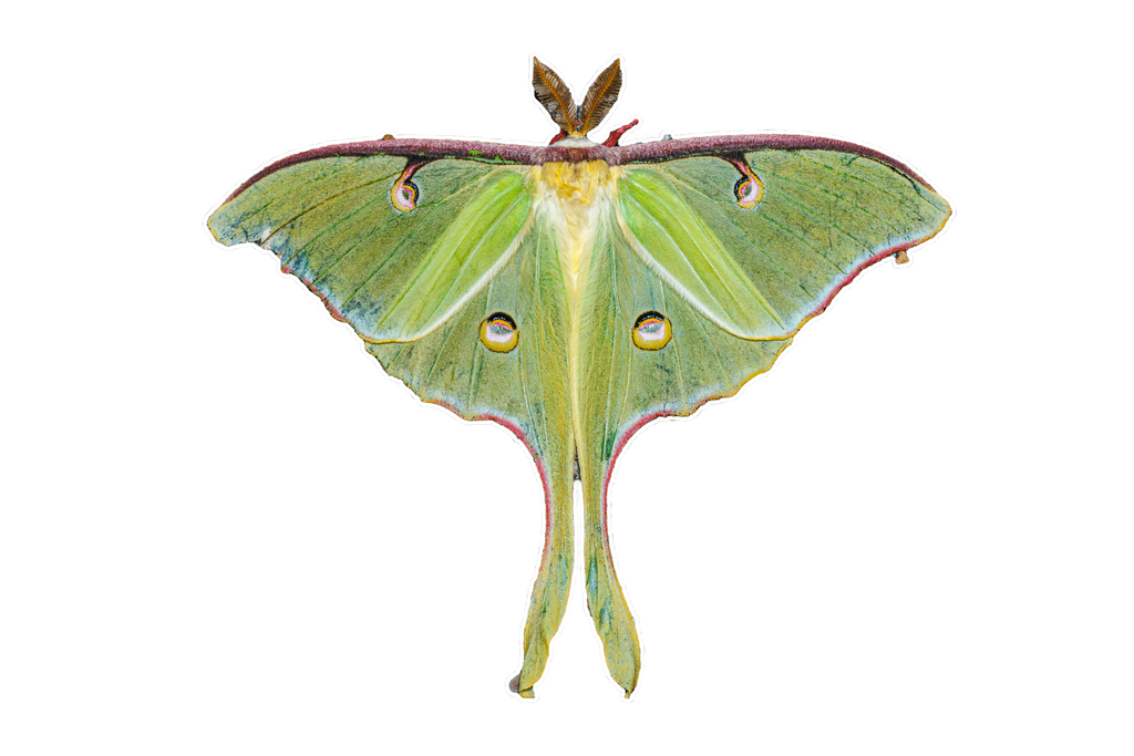 Moth/Butterfly 3 Pack