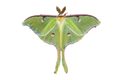 Luna Moth Sticker