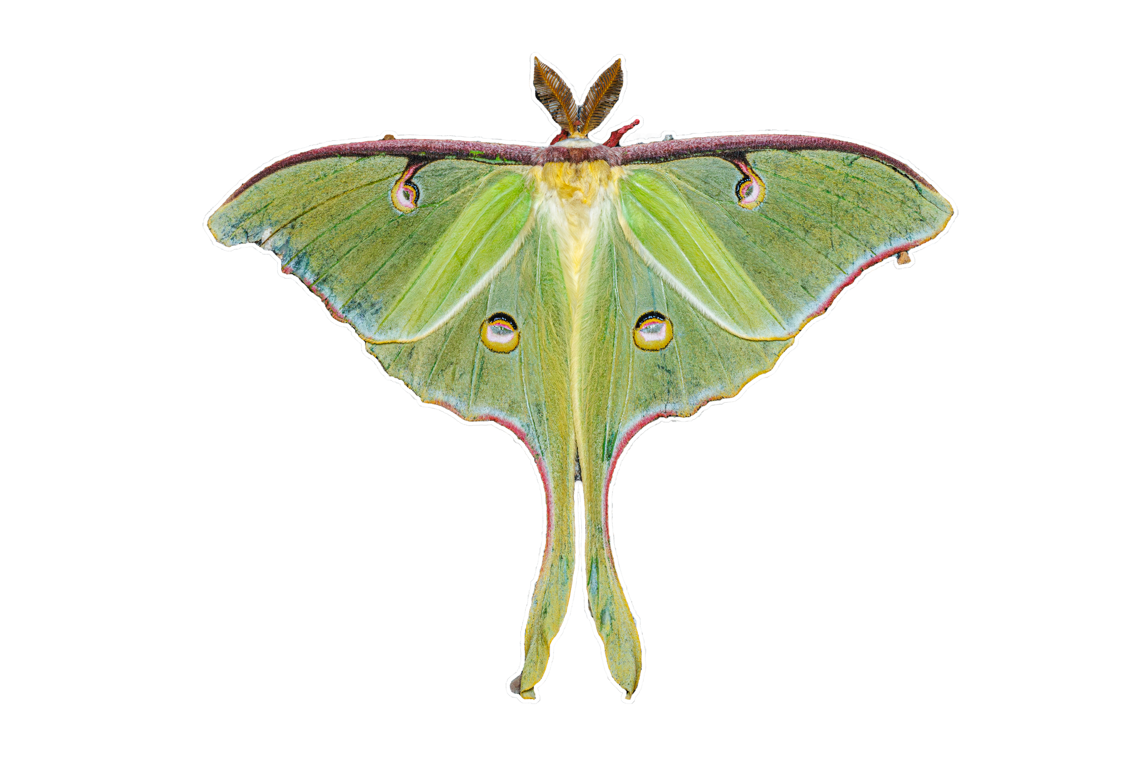 Luna Moth Sticker