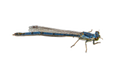 Blue Dragonfly Sticker