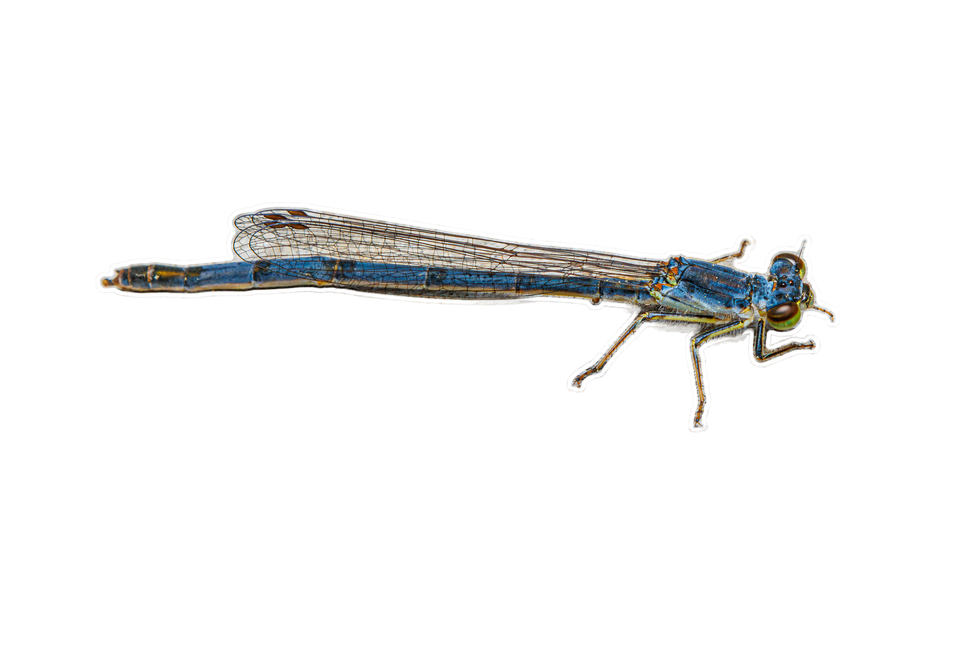 Blue Dragonfly Sticker