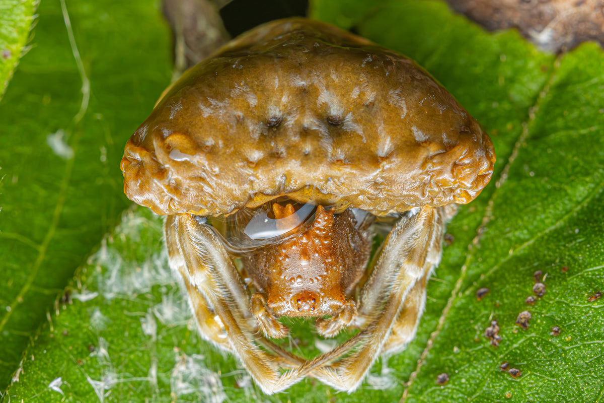 Toadlike Bolas Spider with Dew drop - Fultz Brothers Photography