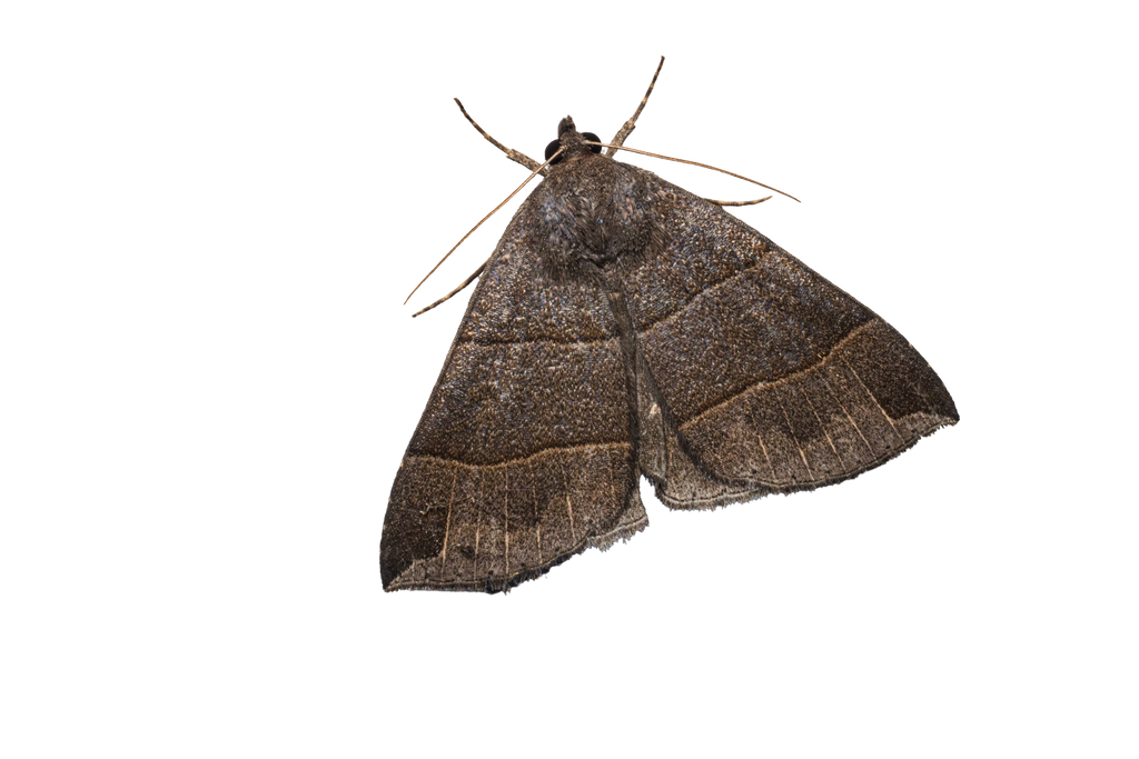 Moth Sticker Pack #1 - Fultz Brothers Photography
