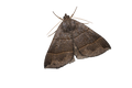 Maple Looper Moth Sticker