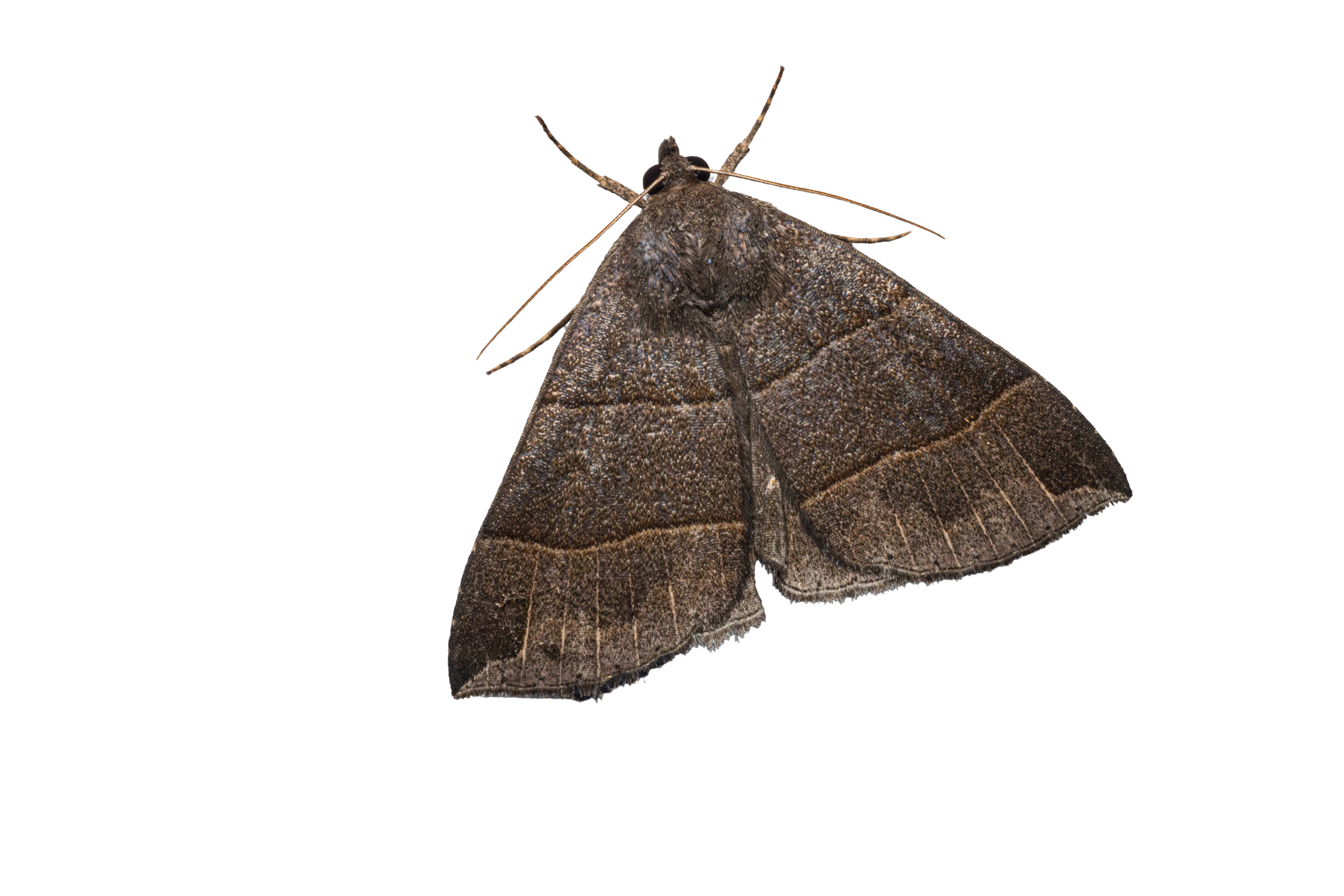 Maple Looper Moth Sticker