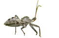 Northern Wheel Bug