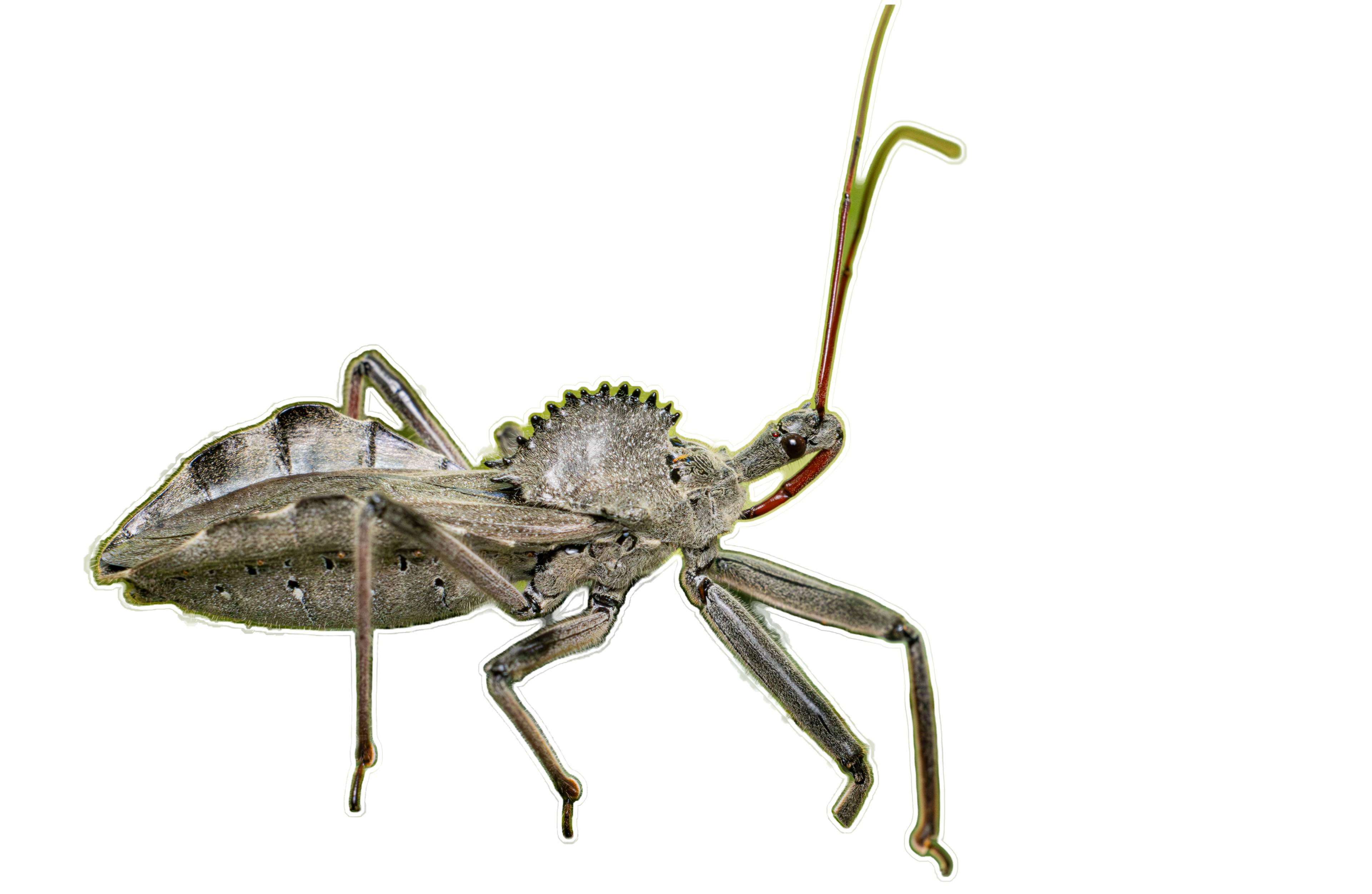 Northern Wheel Bug