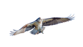 Osprey in Flight Sticker
