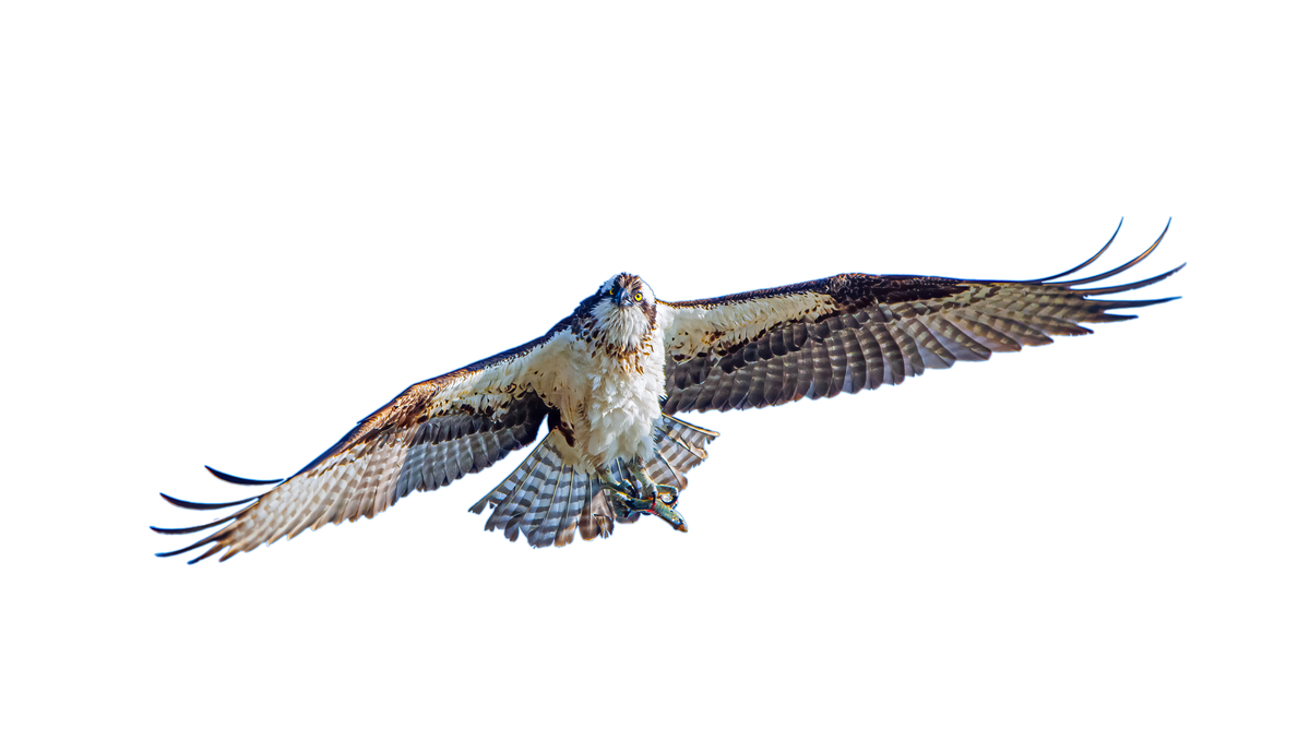 Osprey in Flight Sticker